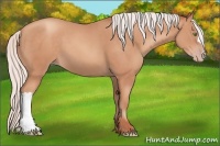 Horse Color:Silver Amber Champagne 
