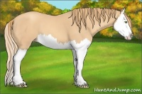 Horse Color:Gold Champagne Splash 