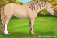 Horse Color:Gold Champagne 