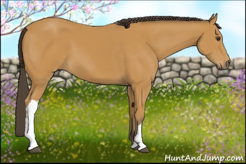 Horse Color: Buckskin 