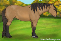 Horse Color:Buckskin 