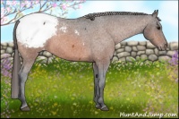 Horse Color:Brown Appaloosa 