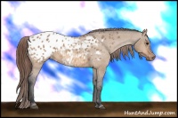 Horse Color:Bay Dun Appaloosa 