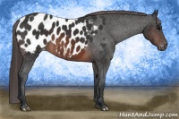 Horse Color:Brown Appaloosa 
