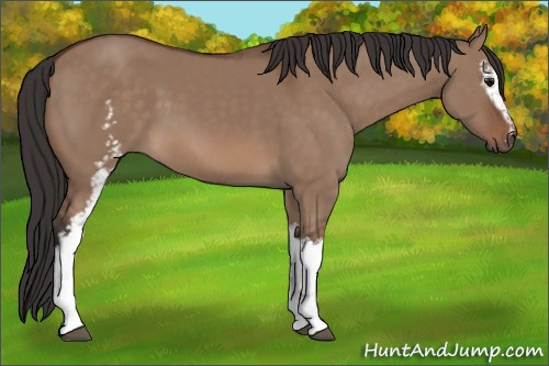 Horse Color: White Spotted Bay Dun 