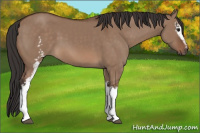 Horse Color:White Spotted Bay Dun