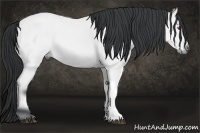 Horse Color:Bay Chinchilla 