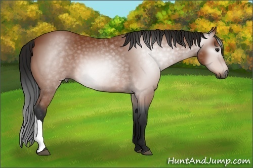 Horse Color:Unknown 