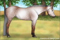 Horse Color:Gray Bay 
