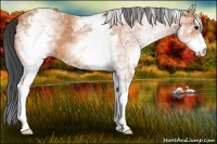 Horse Color:White Spotted Bay 
