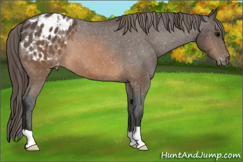 Horse Color: Brown Blanket 