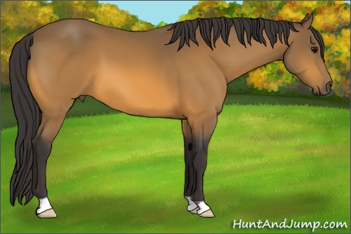 Horse Color: Buckskin 