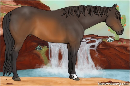 Horse Color: Buckskin 