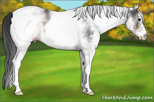 Horse Color: White Spotted Brown 
