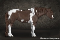 Horse Color:Liver Chestnut Tobiano Frame 