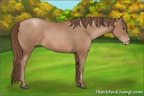 Horse Color:Brown Pearl Sabino