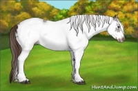 Horse Color:White Spotted Liver Chestnut Splash Frame