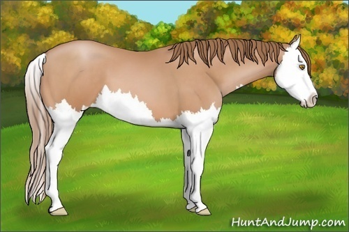 Horse Color:Bay Pearl Splash 