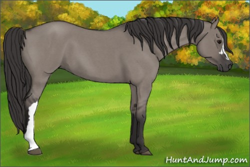 Horse Color: Smoky Grullo Roan 