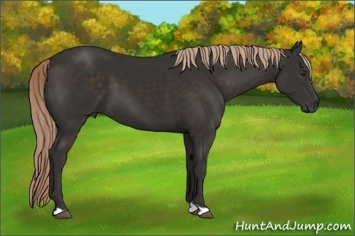 Horse Color: Unknown 
