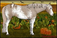 Horse Color:White Spotted Chocolate Palomino Splash Varnish 