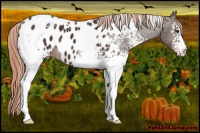 Horse Color:White Spotted Liver Chestnut Appaloosa 