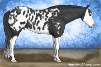 Horse Color:Brown Splash Near Leopard 