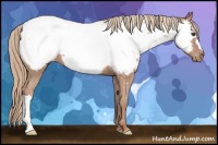 Horse Color:Chestnut Appaloosa 