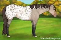Horse Color:Brown Dun Appaloosa 