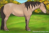 Horse Color:Amber Champagne Roan Rabicano 