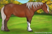 Horse Color:Silver Bay 