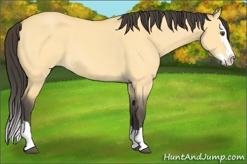 Horse Color: Buckskin Roan Dun Splash 