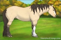 Horse Color:Buckskin Dun 