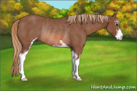 Horse Color:Chestnut Sabino Rabicano 