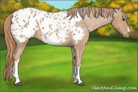 Horse Color:Chestnut Appaloosa