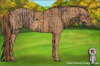 Horse Color:Brown Roan Tobiano Rabicano  Brindle