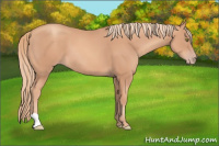 Horse Color:Gold Champagne 