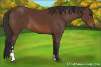 Horse Color:Bay Sabino 