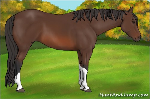 Horse Color: Unknown 