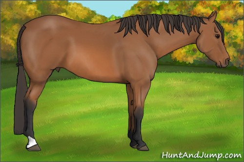 Horse Color: Unknown 