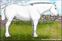 Horse Color:Gray Black 