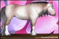 Horse Color:Gray Bay 