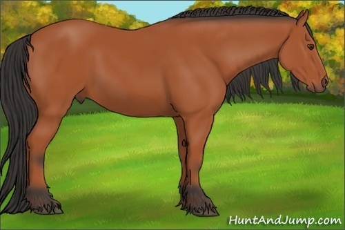 Horse Color: Bay 