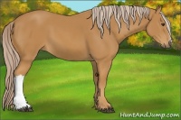 Horse Color:Palomino