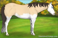 Horse Color:Buckskin Roan Dun Splash 