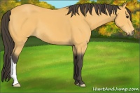 Horse Color:Buckskin 