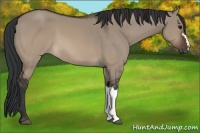 Horse Color:Brown Dun 