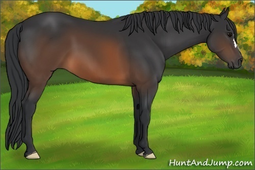 Horse Color: Unknown 