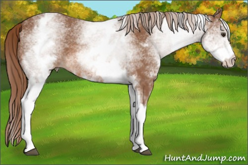 Horse Color: White Spotted Liver Chestnut 