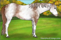 Horse Color:White Spotted Liver Chestnut